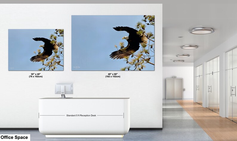 May include: Two framed canvas prints of a bald eagle in flight against a blue sky. The larger print measures 102 x 152cm, and the smaller one is 76 x 102cm. The prints are displayed in an office setting.