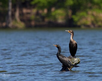 Double-Crested Cormorants Fine Art Print | Breeding Plumage with Blue Eyes & Crest Feathers | Wildlife Photography