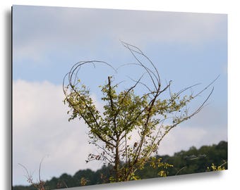Carolina Willow Heart • Symbol of Love, Jordan Lake North Carolina Fine Art Print