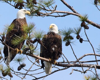 Quiet Exchange | Bald Eagle Wall Art