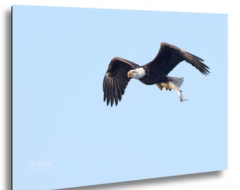 Mom Kate of First Nest in Flight with Catch | Bald Eagle Photography | North Carolina