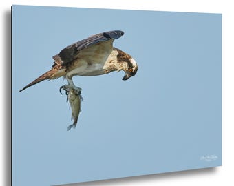 Bemused Osprey Fledgling with his Catch - Jordan Lake Dam /wildlife photo print