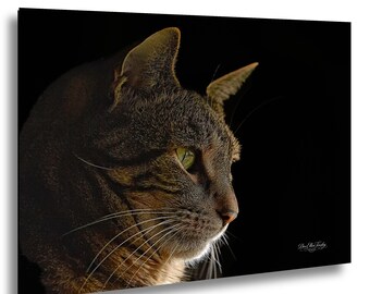 Grayced – Contemplation | Fine Art Cat Print | Gray Tabby Portrait