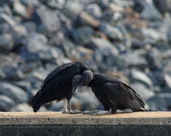 Quiet Devotion | Vulture Wall Art