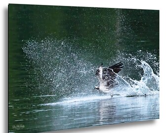 Osprey’s Glorious Splash at Jordan Lake | Wildlife Photography Print | Nature Wall Art