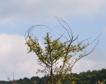 Willow Heart | Landscape Wall Art