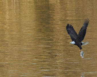 Carrying Its Fish | Bald Eagle Wall Art