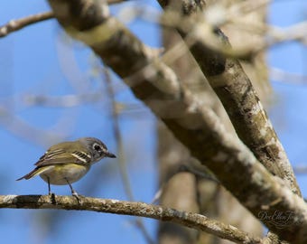 Blue-Headed Vireo Fine Art Print | Jewel-Toned Songbird Wildlife Photography | Woodland Bird Wall Art