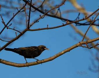 elegant mom red-winged blackbird - nature photography print - wall decor