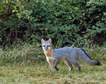 Gray Fox Wildlife Photography Print – South Carolina Farm