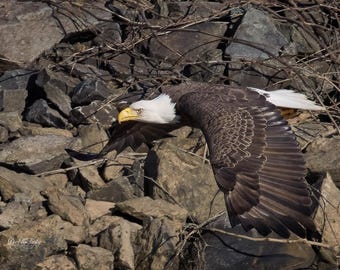 Aggressive Flight | Bald Eagle Wall Art