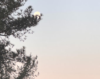 Setting Moon Caught by Pines — Wall Art Nature Decor