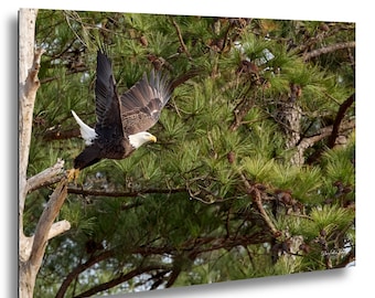 Bald Eagle Mom Kate Taking Flight at Jordan Lake — wildlife photo print