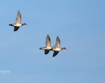Wood Duck Trio in Flight | Three Ducks Over Jordan Lake | Fine Art Wildlife Photography Print