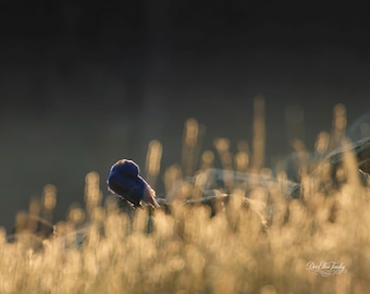 Golden Morning Blue Grosbeak | Fine Art Bird Photography Print | Sunrise Wildlife Wall Decor