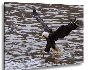 Adult Bald Eagle Moments Before a Fishing Strike | Wildlife Photography | North Carolina