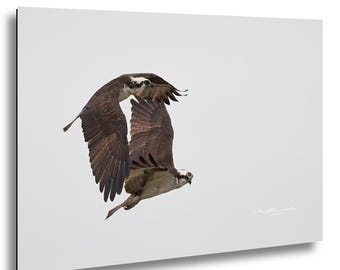 Couple de balbuzards pêcheurs rentrant chez eux - Jordan Lake, Caroline du Nord, photographie d'oiseaux d'art