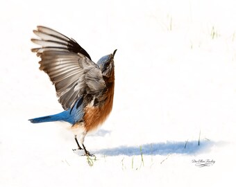 Joyful Snow Dancing | Eastern Bluebird Wall Art