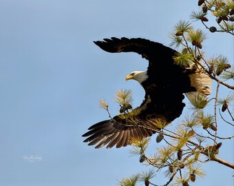 In Between | Bald Eagle Wall Art
