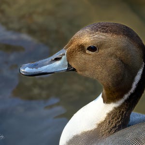 A close-up of a duck's head and neck, with a blurred background of water.