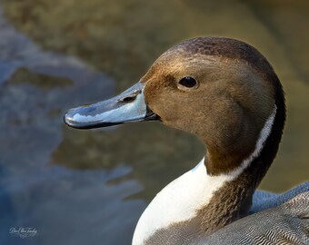 Northern Pintail Drake Portrait | Elegant Waterfowl Fine Art Print | Wildlife Photography