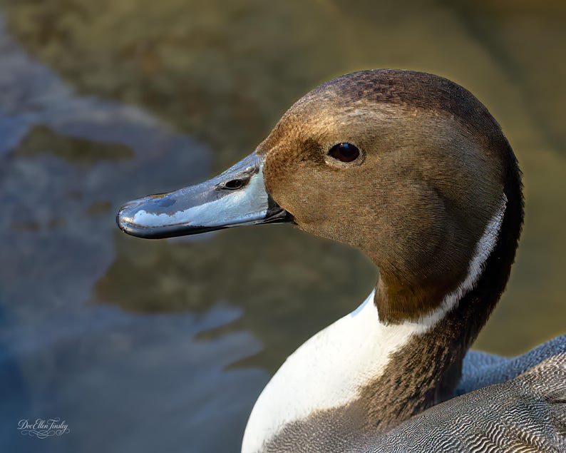 A close-up of a duck's head and neck, with a blurred background of water.