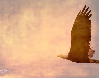 mother bald eagle on first fishing flight of the day - wildlife photography - wall decor