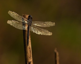 Dragonfly Fine Art Print – Golden Light Pond - Nature Wall Decor – Mother’s Day Gift