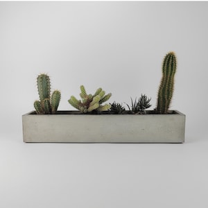 Può includere: Una fioriera rettangolare in cemento riempita con vari cactus e piante grasse. Le piante variano per dimensioni e forma, con tonalità verdi e giallo-verdi. La fioriera è di colore grigio chiaro e poggia su una superficie bianca.