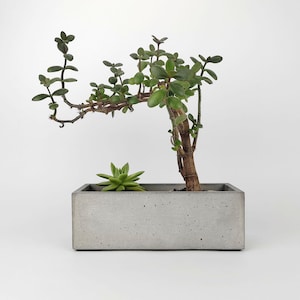 Op de afbeelding: Een rechthoekige betonnen plantenbak met een kleine vetplant en een jadeplant. De jadeplant heeft een dikke, bruine stam en groene bladeren. De vetplant is een kleine, groene plant. De plantenbak is grijs.