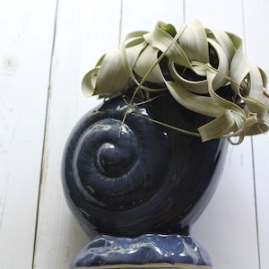 Op de afbeelding: Een blauwe keramische vaas in de vorm van een schelp met een groene, bladerige plant erin.