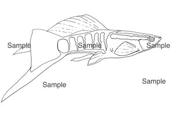 Handgezeichnete Guppy Malseite - 2