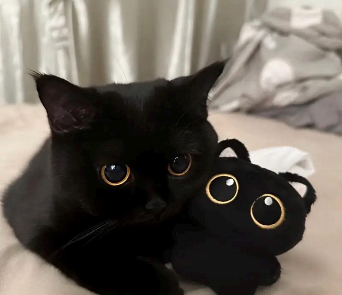 Kawaii Black Cat Plush Toy: Pocket Cuddle Buddy - Etsy