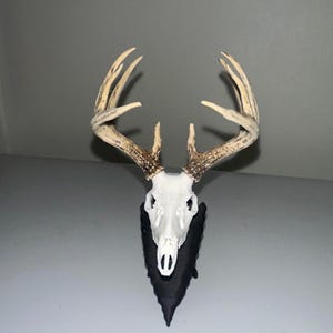 May include: A deer skull mount with a white skull and tan antlers. The skull is mounted on a black, triangular plaque. The antlers have multiple points and are well-defined.