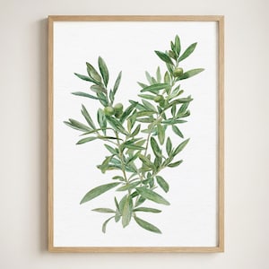 Può includere: Un'illustrazione ad acquerello di un ramo di ulivo con foglie verdi e piccole olive rotonde, presentata in una cornice di legno chiaro. L'opera presenta dettagliate texture botaniche su sfondo bianco, catturando la forma naturale della pianta.
