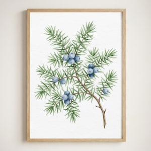 Puede incluir: Una lámina botánica enmarcada que presenta una detallada ilustración en acuarela de una rama de enebro con hojas verdes en forma de aguja y racimos de bayas redondas de color azul polvoriento. La obra está en un marco de madera clara.