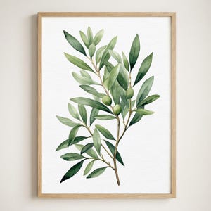 Puede incluir: Una lámina de arte enmarcada que presenta una ilustración en acuarela de una rama de olivo con hojas verdes y dos pequeñas aceitunas verdes. La obra está sobre un fondo blanco y enmarcada en madera de tono claro con un borde sencillo.