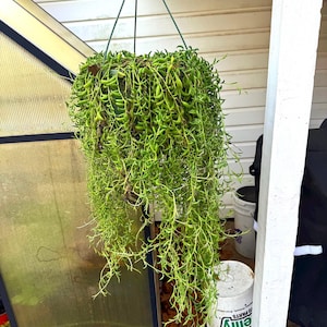 May include: A hanging basket filled with vibrant green string of pearls succulents. The cascading stems create a full, verdant display. The basket is suspended by a green wire, adding a touch of nature to the outdoor space. The plant is a popular choice for gardens.