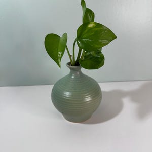 May include: A small, round, sage green ceramic vase with horizontal ridges, holding a few stems of a green plant with heart-shaped leaves. The vase has a narrow neck and a rounded base, set against a white background.