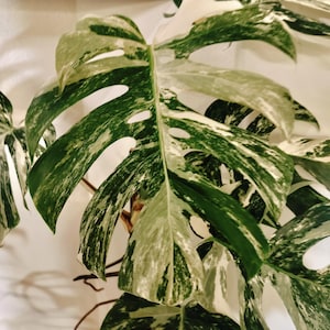 May include: A Monstera deliciosa albo-variegata plant featuring large, heart-shaped leaves with deep fenestrations and irregular splashes of creamy white variegation mixed with deep green tones, showcasing a distinct marbled pattern throughout.