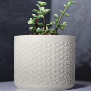 Puede incluir: Una pequeña maceta de cerámica blanquecina con un patrón de estrella repetido. La maceta cilíndrica contiene una pequeña planta suculenta con hojas verdes y blancas. El fondo es una pared gris oscuro texturizada.