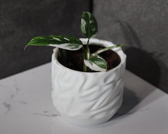 以下が含まれることがあります： 白くテクスチャ加工されたセラミックポットに入った小さな観葉植物。植物は緑と白の斑入りの葉を持っています。ポットは白い表面にあり、背景はグレーです。