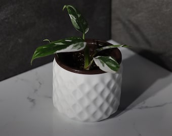 以下が含まれることがあります： 茶色の縁が付いた、白く質感のある鉢に入った小さな観葉植物。植物は緑と白のまだら模様の葉をしています。鉢は、暗い灰色の背景を持つ白い表面に置かれています。