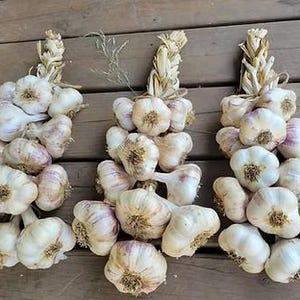 May include: Three bundles of fresh garlic bulbs, each tied with dried stalks. The garlic bulbs are white with purple streaks, and the dried stalks are beige. The bulbs are arranged on a wooden surface.
