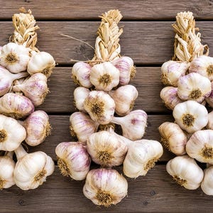 May include: Three braided bundles of fresh garlic bulbs, each featuring white and light purple papery skins. The garlic heads are tightly clustered and secured at the top with dried, woven stalks, displaying a natural, raw appearance.