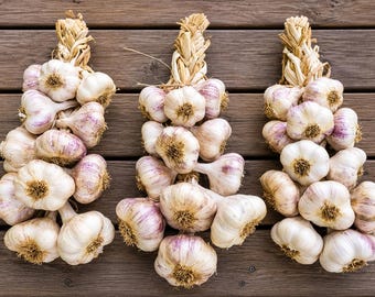 Inchelium Red Seed Garlic for Planting – Softneck Artichoke, Ideal for Braiding, Ships August 2026