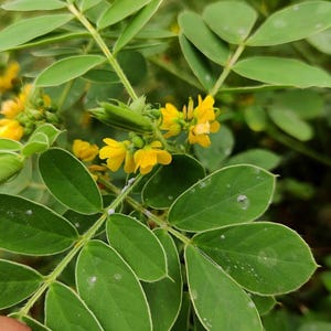 以下が含まれることがあります： 鮮やかな緑色の葉と小さな黄色の花が咲く植物のクローズアップ。葉は楕円形で、複合的なパターンに配置されています。花は集まって咲き、緑の葉に彩りを添えています。