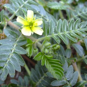 DRIED - Tribulus (Tribulus terrestris)