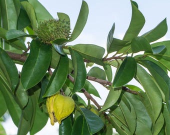 May include: A branch of a tree featuring glossy, dark green, oval-shaped leaves. One small, round, spiky green fruit is visible near the top, while a larger, heart-shaped, yellow fruit hangs from a stem lower down among the dense foliage.