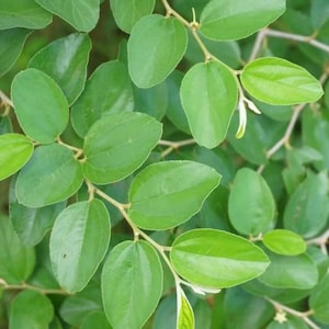 SECO - Daun Bidara, Jujuba (Ziziphus mauritiana)